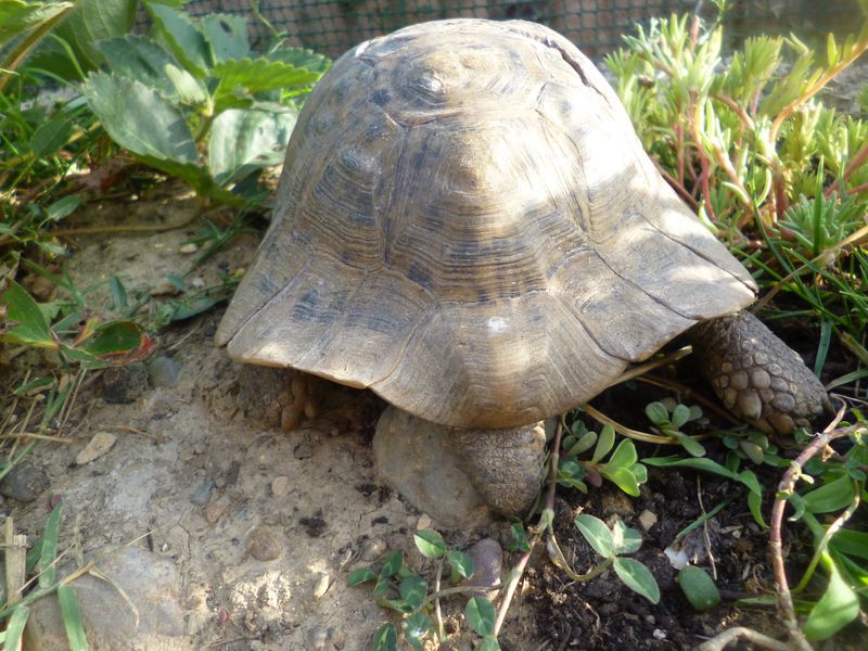 Identification de ma tortue Chloé Derrie10