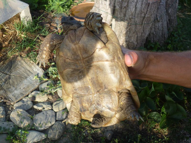 Identification de ma tortue Chloé Plastr11
