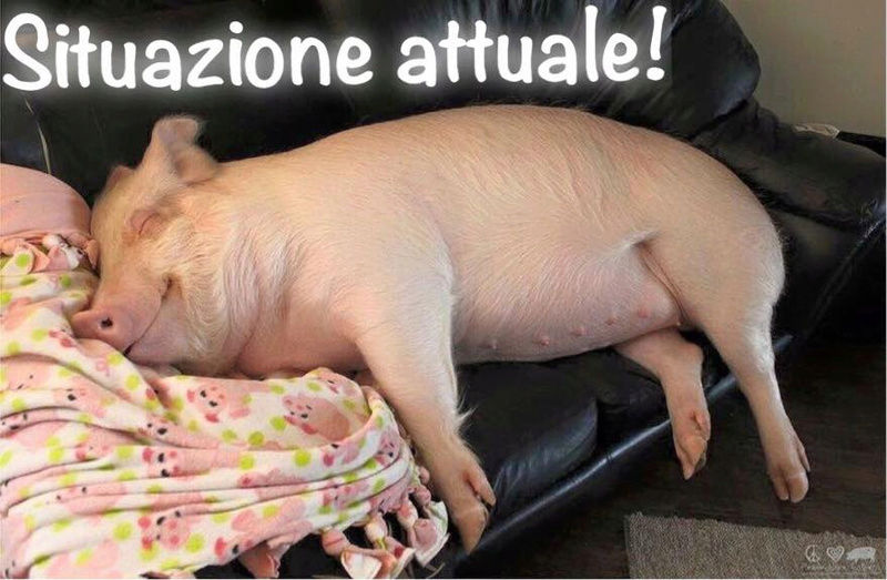 capodanno - Auguri di Natale & Capodanno - Pagina 2 Pig10