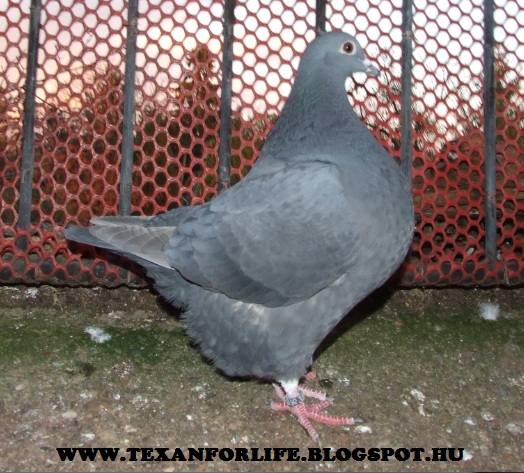 Pigeon texans of Adam Palankai ( Hungary) - Page 19 Dscf8813