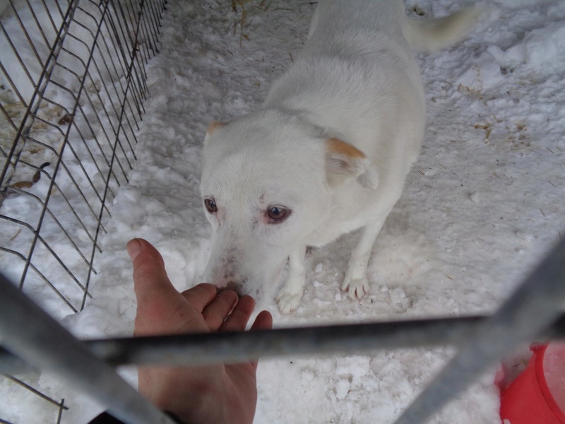 TILGA - x labrador blanc 8 ans   (4 ans de refuge) - Asso Arche d'Eternité - Lenuta (Roumanie)  15995011