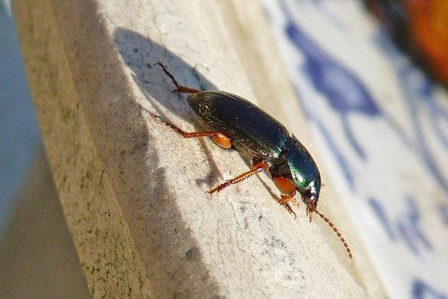 [Harpalus affinis] Harpalus, cette fois ? P1530813