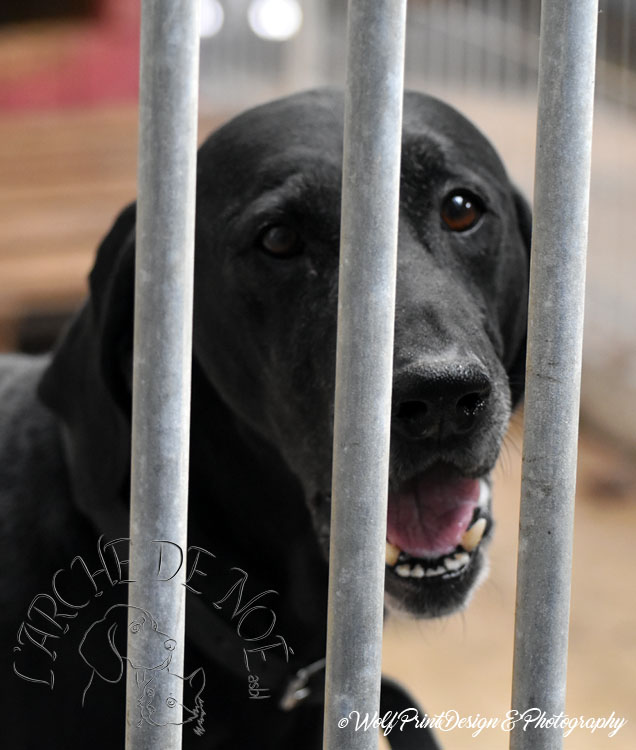 DIANE -x braque 10 ans - Arche de Noe à Maisières (Belgique) E2472510