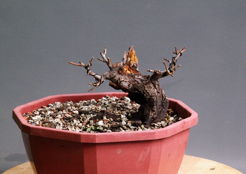 Shohin Blackthorn Front14