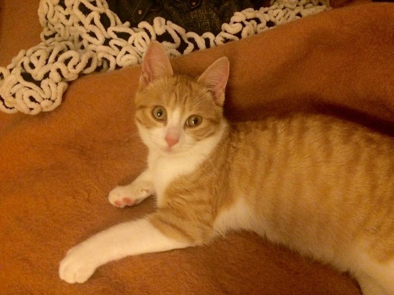 Omaley, chaton mâle de 4mois ( adopté et renommé Flocon ) 15318010