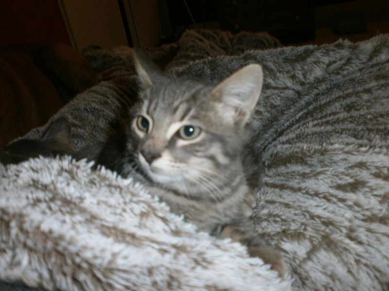 Lily, chaton femelle de 4mois ( adoptée) 15380210