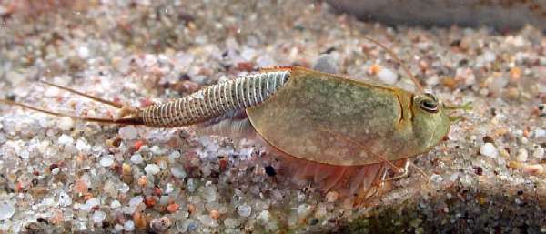 Les Triops Triops11