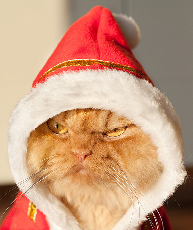 Concours Avatar de Noël 2016 - Page 2 Garfi-10