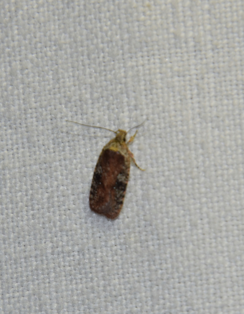 Agonopterix purpurea et Mompha subbistrigella (du 30/03) 2016-034