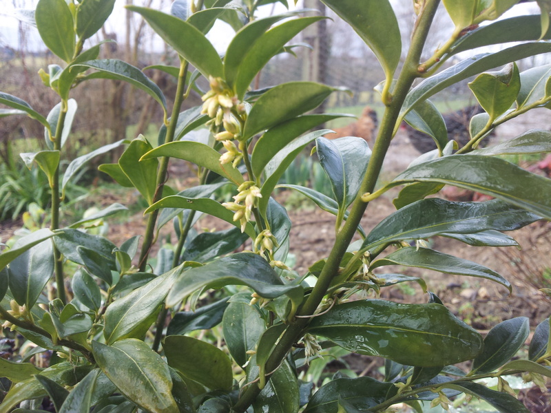 Le sarcococca - Page 2 20170212