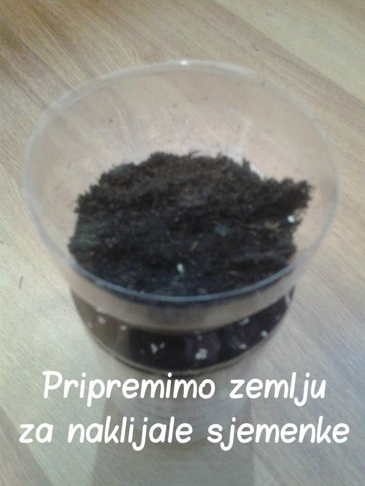 Naklijavanje sjemena 610