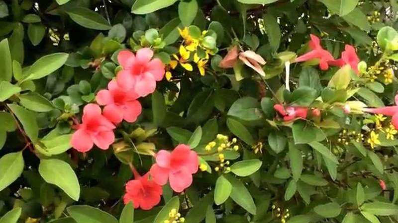 Barleria repens rosea Barler10