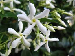 Trachelospermum jasminoides Jasmin10