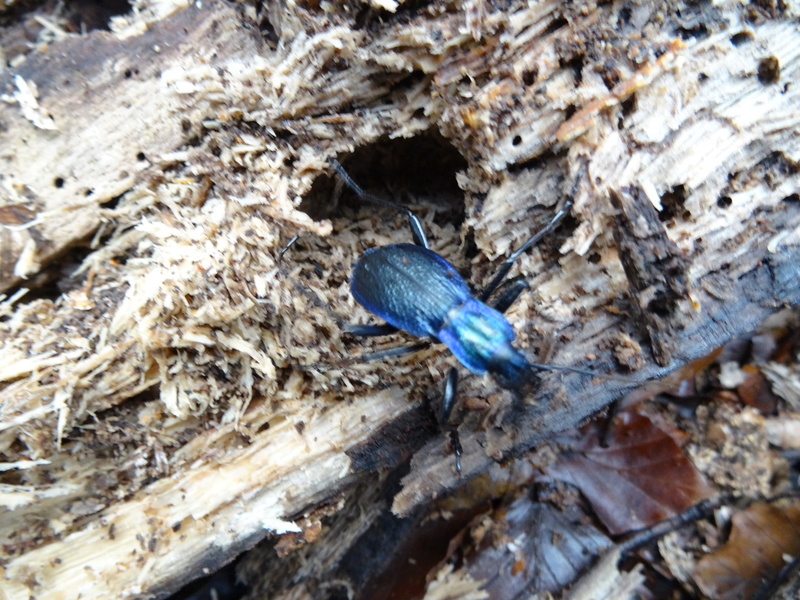 Forêt de Brotonne 20/12/2016 Dsc06214