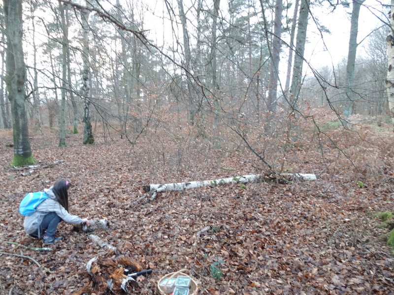 Forêt de Brotonne 20/12/2016 Dsc06217