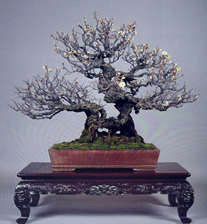 Prunus mahaleb "Babel". - Pagina 4 X_koba10