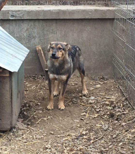 SHADOW - Chien mâle croisé Berger, né en juin 2016 (CARMINA) Fullsi19