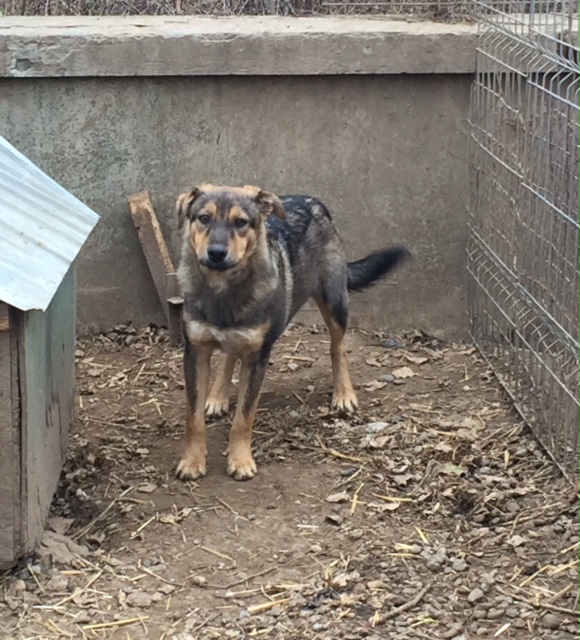 SHADOW - Chien mâle croisé Berger, né en juin 2016 (CARMINA) Fullsi20