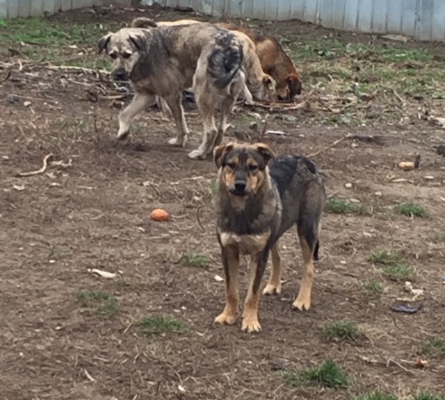SHADOW - Chien mâle croisé Berger, né en juin 2016 (CARMINA) Fullsi40