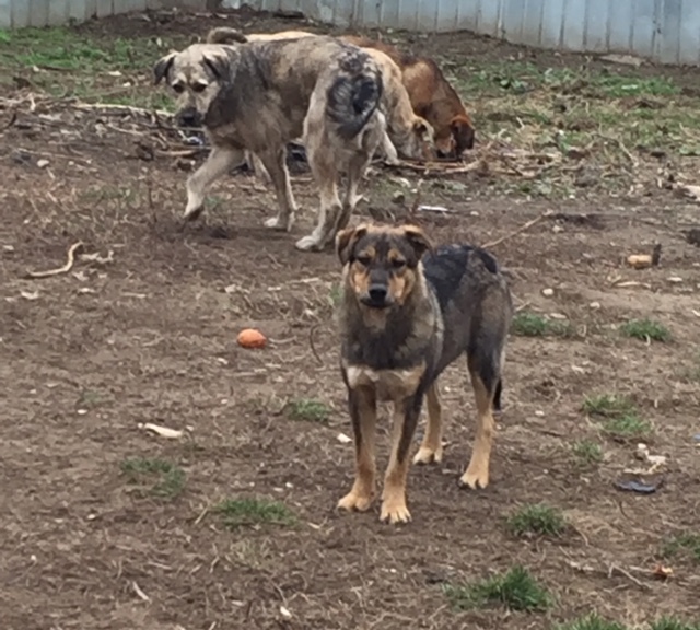 SHADOW - Chien mâle croisé Berger, né en juin 2016 (CARMINA) Fullsi40