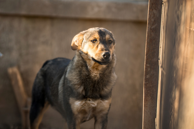 SHADOW - Chien mâle croisé Berger, né en juin 2016 (CARMINA) Shadow10