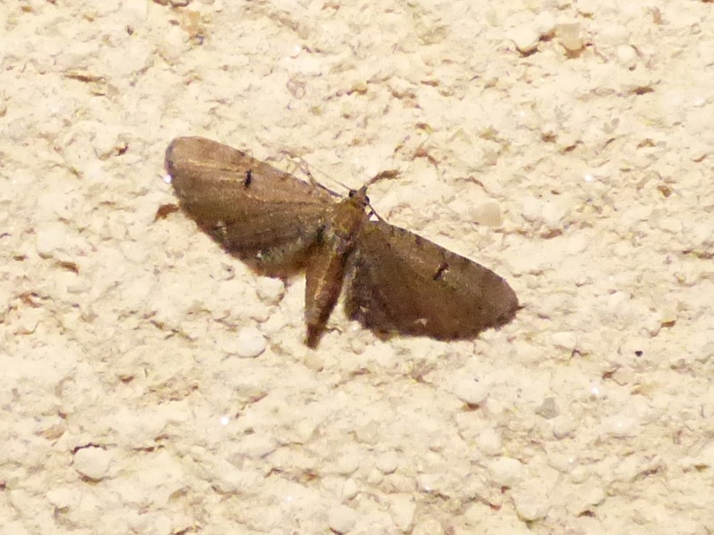 [Eupithecia assimilata plutôt]Eupithecia tantillaria? Eupith10