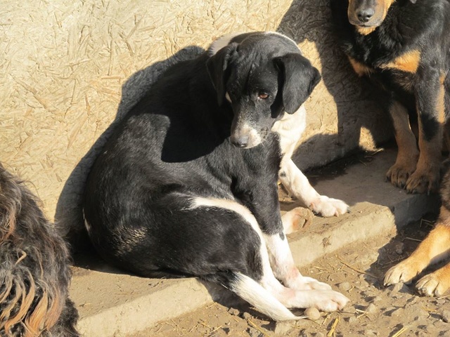 BELLA, F-X, née 2010, 17 kg, Joueuse, câline, brave (BELLA) Adoptée (FALD) via Association AVRAH - Page 2 12_12335