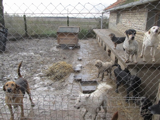 ALERTE - REFUGE DE BELLA - ANNEE 2015 - Page 8 13_11294