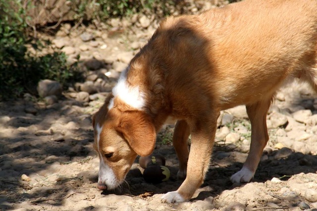 MIMI - Née 2011 - 12 kg - ex chienne errante aimerait trouver sa famille - (REAA) - Page 2 23_01_22