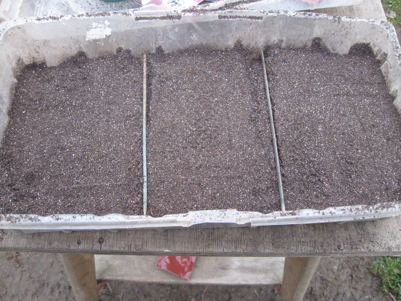 semis de géraniums Img_1112
