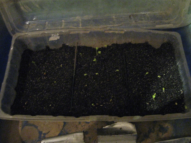 semis de géraniums Semi_g10