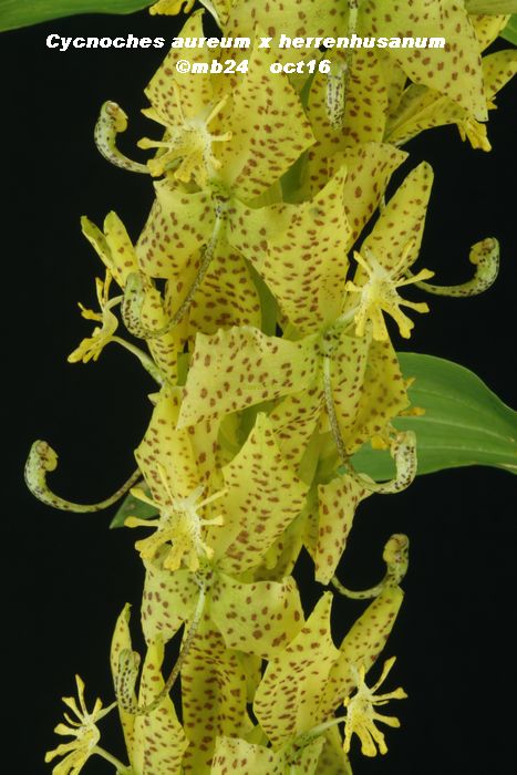 Cycnoches aureum x herrenhusanum Cycnoc10