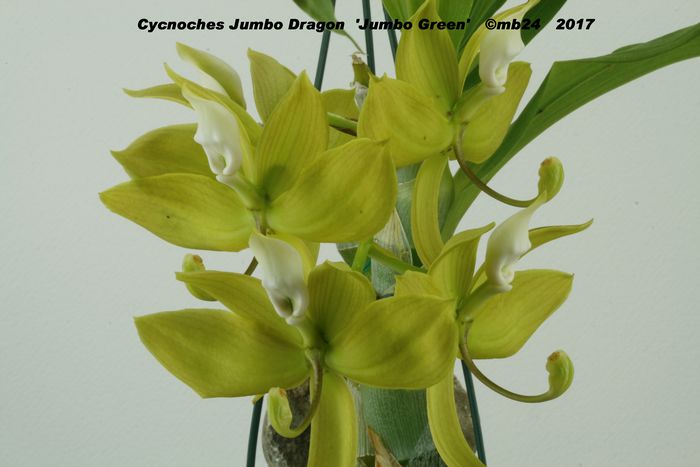 Cycnoches Jumbo Dragon 'Jumbo Green' Cycnoc36