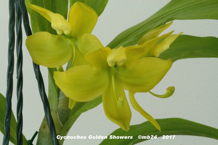 Cycnoches Golden Showers    Cycnoc37