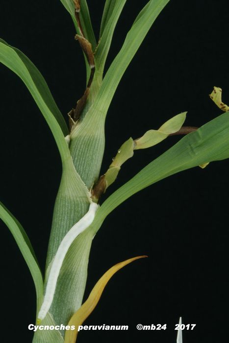 Cycnoches peruvianum Cycnoc41