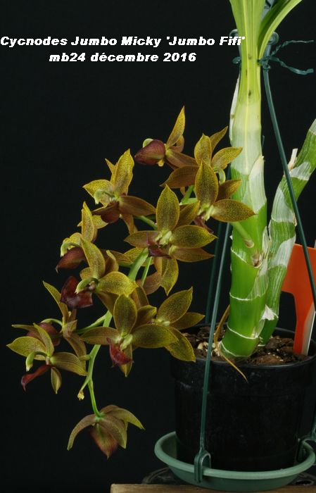 Cycnodes Jumbo Micky 'Jumbo Fifi' (Cyc. Jumbo Dragon x M. badia) Cycnod13