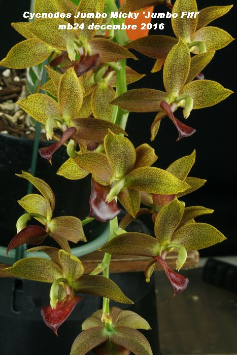 Cycnodes Jumbo Micky 'Jumbo Fifi' (Cyc. Jumbo Dragon x M. badia) Cycnod14