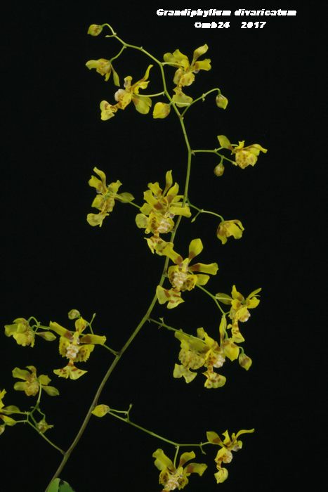Grandiphyllum divaricatum Grandi12