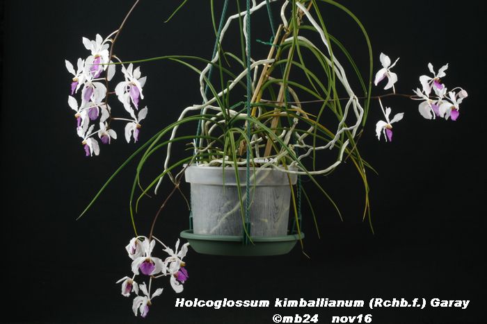 Holcoglossum kimballianum Holcog12