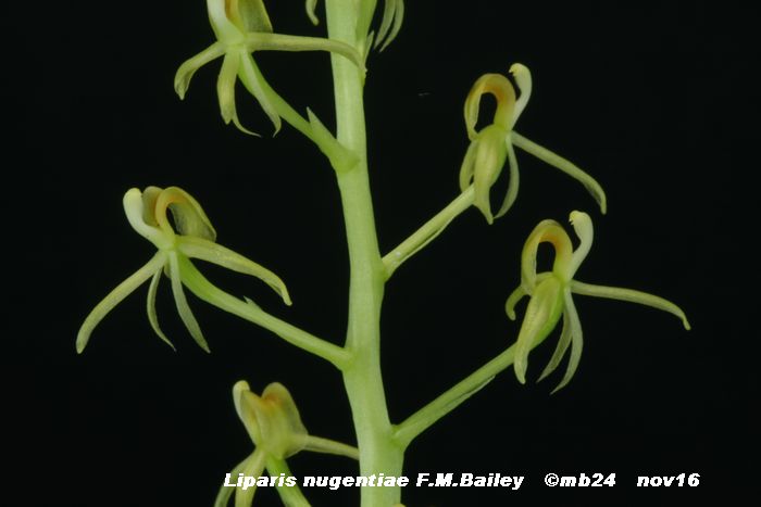 Liparis nugentiae  Lipari10