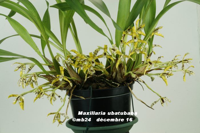 Maxillaria ubatubana Maxill11