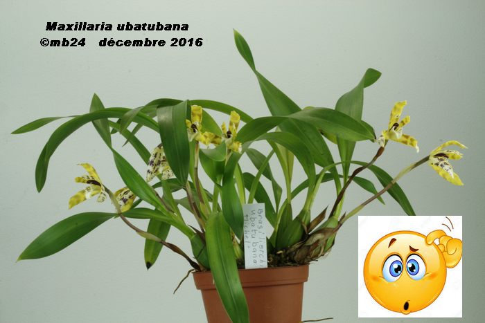 Maxillaria ubatubana Maxill12