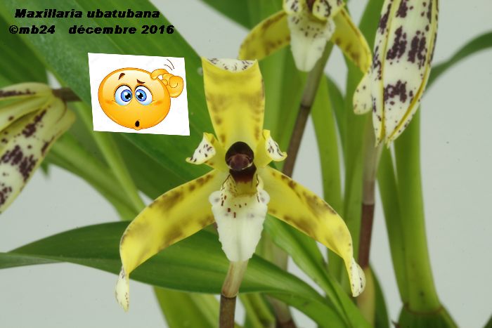 Maxillaria ubatubana Maxill13