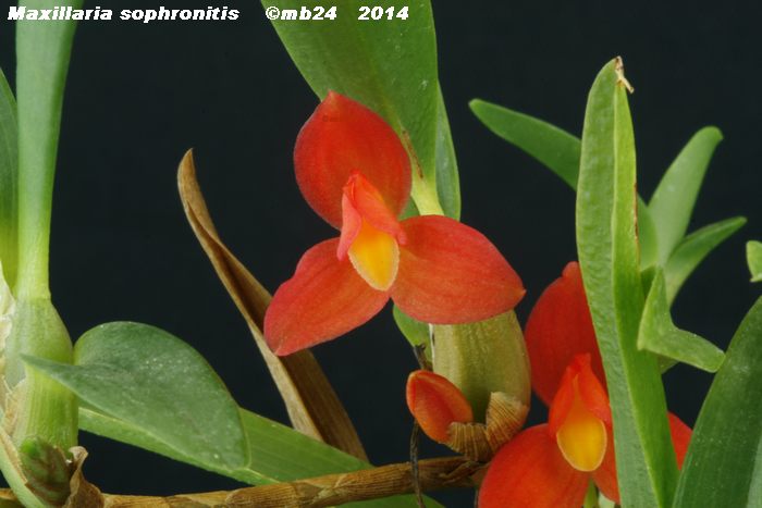 Maxillaria sophronitis  Maxill17