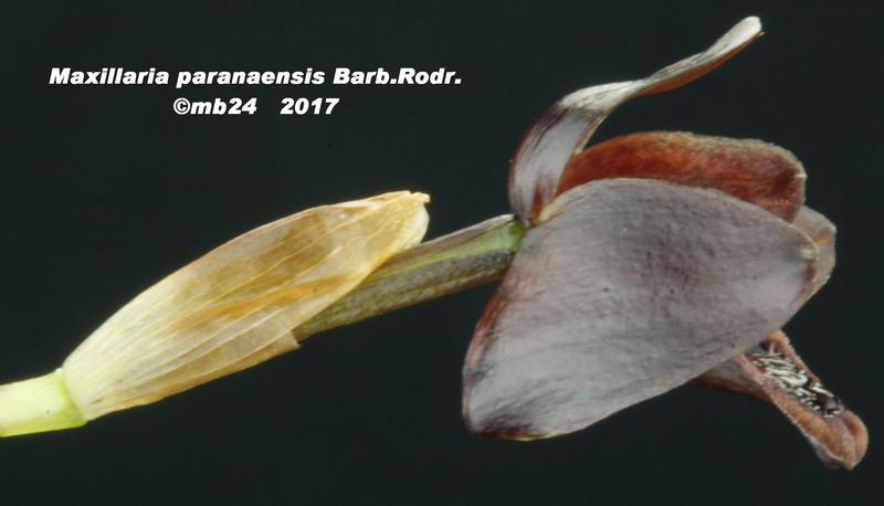 Maxillaria paranaensis  Maxill22