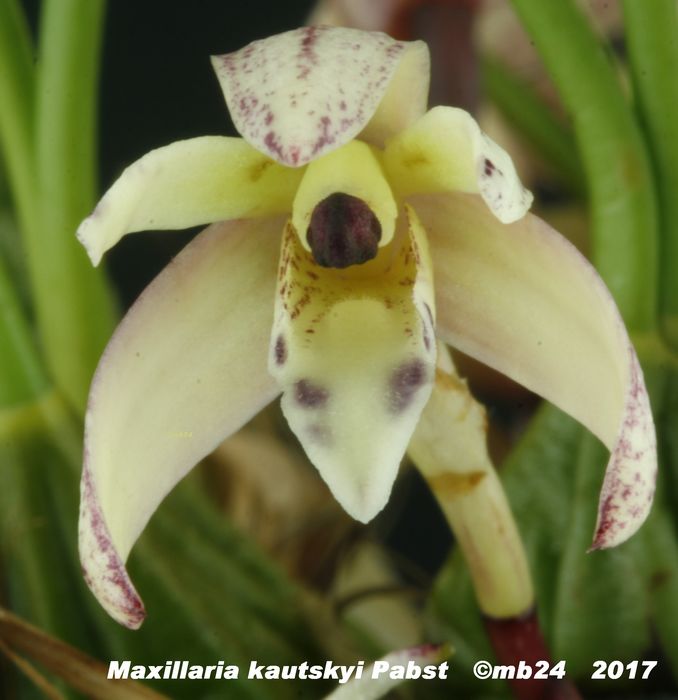 Maxillaria kautskyi Maxill24