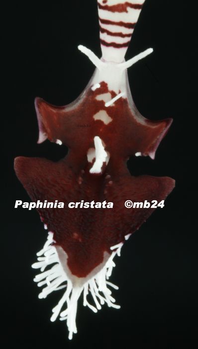 Paphinia cristata (posadarum) Paphin10