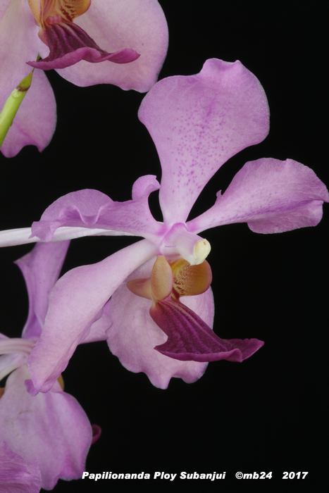 Papilionanda Ploy Subanjui (Papilionanda Josephine van Brero x Vanda Thronglor Papili10