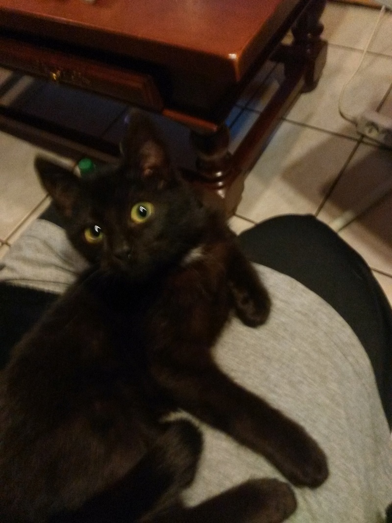 MAKI  chat type européen noir né en novembre 2016  Adopté Img_2021
