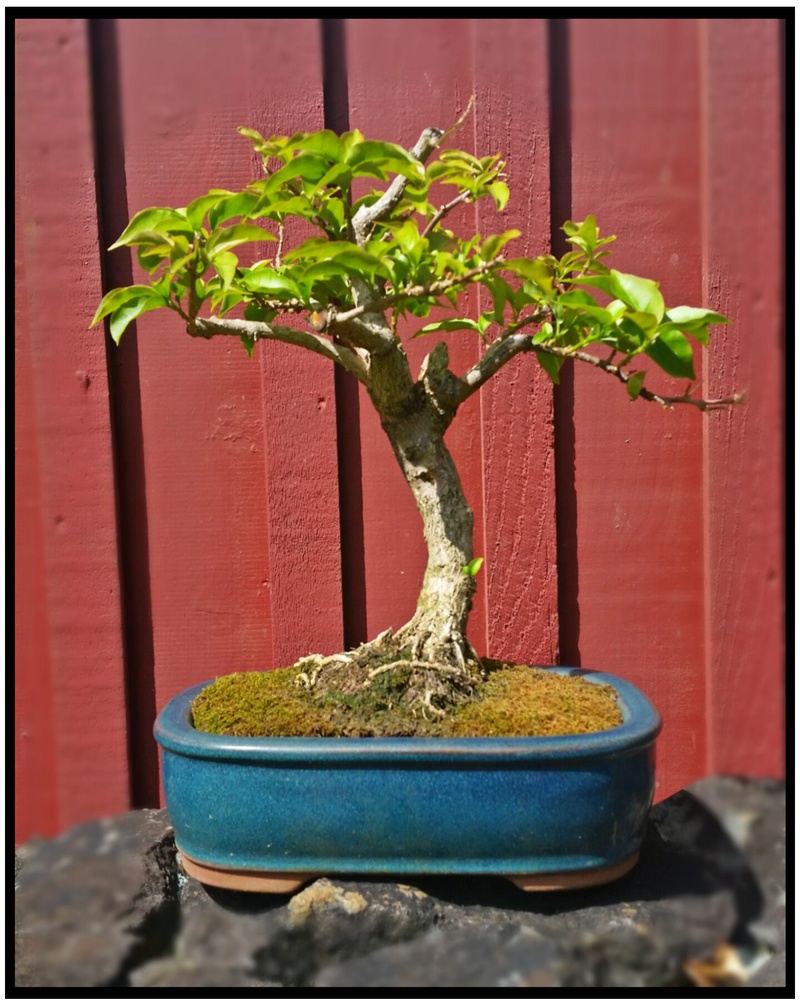 Bougainvillea grown from cutting progression 14787310